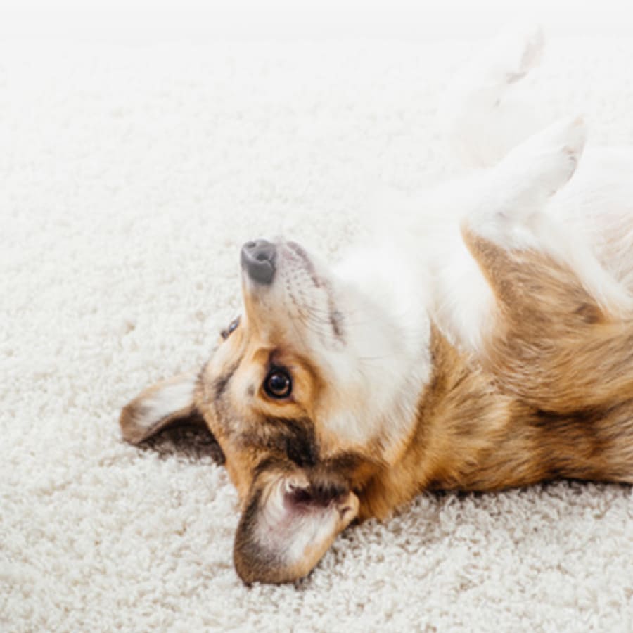 Expert Rug Cleaning Orlando